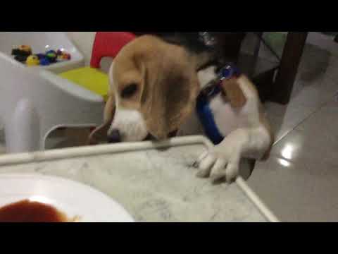 DOUGHIE DOG licking table! With Ketchup. Oh No! H is eating the ketchup😁.