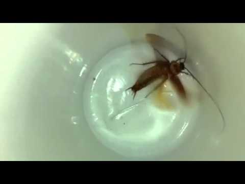 Do Cockroaches Buzz