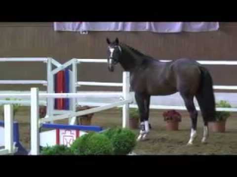 2jähriger Hengst von ForFashion