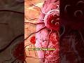 How Your Lungs Heal After You Quit Smoking Lungs Quittingsmoking