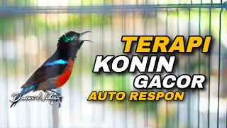 Download lagu TERAPI KONIN GACOR FULL ISIAN MEWAH COCOK UNTUK DONGKRAK EMOSI BIRAHI KOLIBRI NINJA BAHAN TROTOLAN mp3