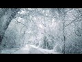 Blizzard Sounds for Sleep, Relaxation & Staying Cool | Snowstorm Sounds & Howling Wind in the Forest Blizzard Sounds for Sleep, Relaxation & Staying Cool | Snowstorm Sounds & Howling Wind in the Forest