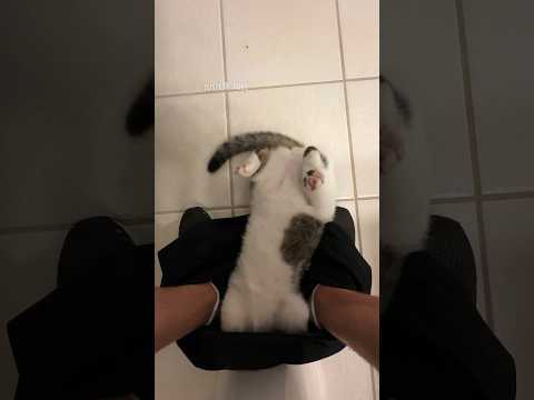 🚽😹 Bathroom Buddy #shorts