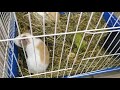 Shitet Guinea Pik 3 Muajsh Nga Pet Shop Klodi