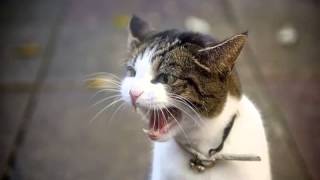 Angry cat 2015