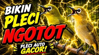 Download lagu terapi pleci agar buka paruh mp3