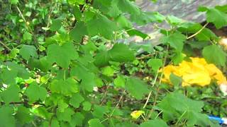 preview picture of video 'Redcurrant Bush- Ribes rubrum- Leopard Lodge - 09 Aug2013'