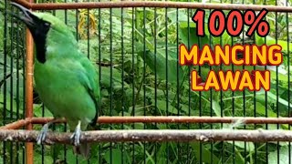 Download lagu Cucak ijo gacor mancing lawan di jamin mancing ijo lain. mp3 Download lagu Cucak ijo gacor mancing lawan di jamin mancing ijo lain. mp3