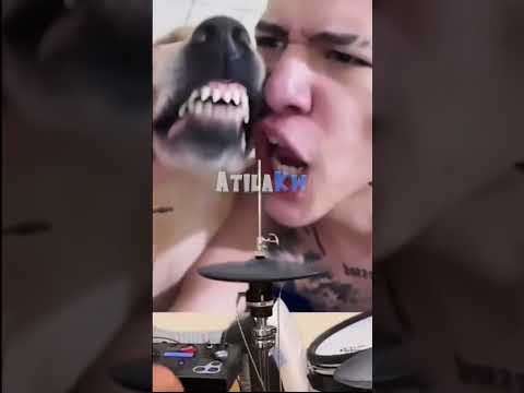 Remix com @drewonthekit ! Cachorro metaleiro! 😂🐕🎸🥁
