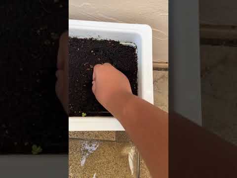 Planting a honey Melon 🍈 seed Day 0