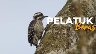 Download lagu ‼️🔴 SUARA BURUNG PELATUK BERAS. MASTERAN SUARA JERNIH 🔴‼️ mp3 Download lagu ‼️🔴 SUARA BURUNG PELATUK BERAS. MASTERAN SUARA JERNIH 🔴‼️ mp3