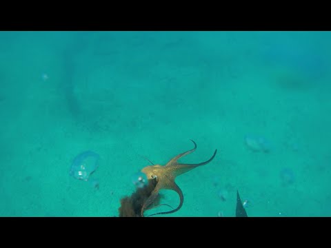 |OAHU SPEARFISHING TAKO (OCTOPUS) ACTION| (HAWAII)