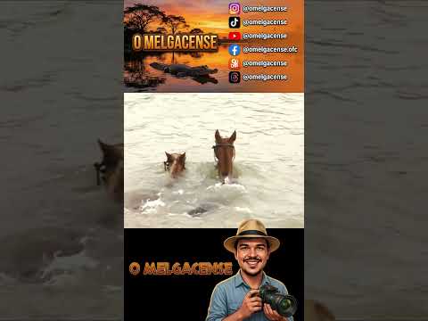 22ª Cavalgada "Os Melgacenses" - Barão de Melgaço a São Pedro de Joselândia!