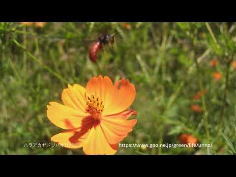 キバナコスモスに来たハチ。66倍スローモーション動画