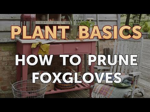 How to Dry an Overwatered Plant