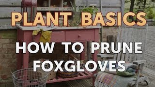 How to Prune Foxgloves