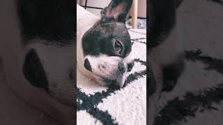 永遠にダラダラし続けるワンコ🐶#shorts