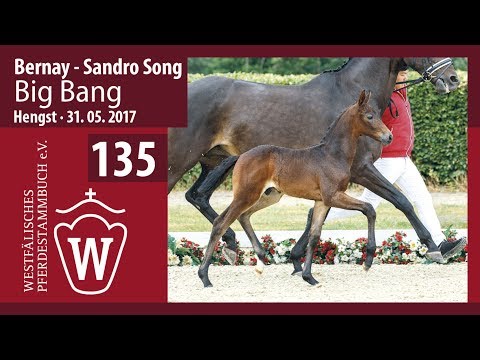 135 Big Bang  Hengst v. Bernay - Sandro Song