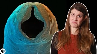 Hookworms and the Myth of the &quot;Lazy Southerner&quot;