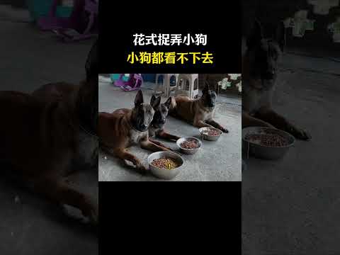 我虽然不是人，但你是真狗