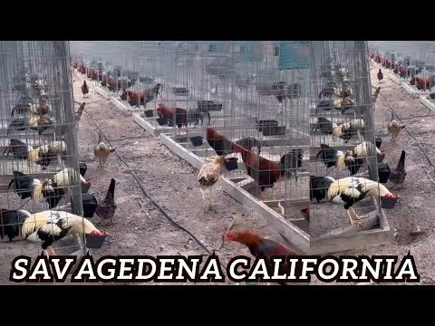 California Savagedena Cowan Grey Sweater Yellow Leg Penny Hatch