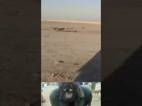 Wilddogs surprised attack on leopard but escape 😱 | #wildlife #shorts