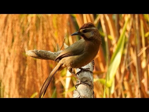 Timáliovec klaun (Pterorhinus sannio) — video o speve a chove