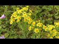 Senecio Jacobaea L čes Starček Přímětník