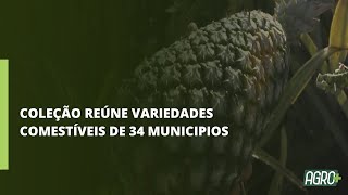 Miniatura do vídeo