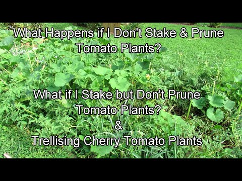 , title : 'What Happens If I Don't Stake & Prune Tomato Plants, Do I Have to Stake & Prune, Trellising Tomatoes'