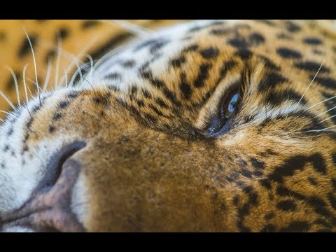 Колыбельная Аргентины - Колыбельные мира / Lullaby of Argentina - World lullabies