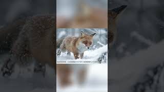キツネ ― 自然界における賢く神秘的な存在！【第3部】 #動物好き #animals #特有種