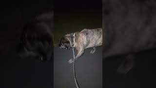 Video preview image #1 American Staffordshire Terrier-Unknown Mix Puppy For Sale in Holly Springs, NC, USA