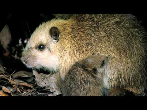 Giant Rat (Cuban Hutia) | Wild Animals - Planet Doc