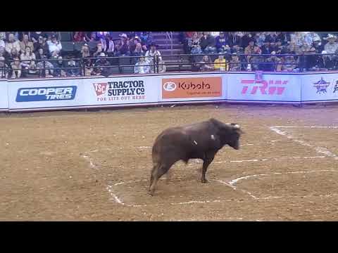 PBR Texas BULL Gets CRAZY in the chute!!!! Jan 2022