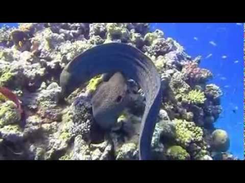 BEST Dance) Mika Mendes - Kizomba