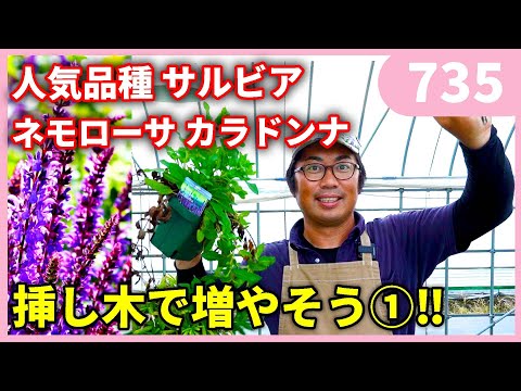 園芸 シダレヤナギ マルソー