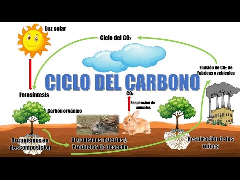 "What is the carbon cycle and its stages" (Geological cycle and biological cycle)