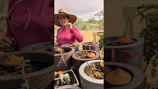 RENDA DO TEMPO. MUDAS DA DECARYA MADAGASCARIENSIS 