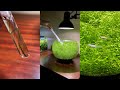 Raising Medaka Rice Fish Fry From Eggs 5 Month Journey