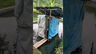 Download lagu tempat mandi tradisional di kampung ( pacilingan ) #suasanakampung #petualanganalamdesaku #desa mp3 Download lagu tempat mandi tradisional di kampung ( pacilingan ) #suasanakampung #petualanganalamdesaku #desa mp3