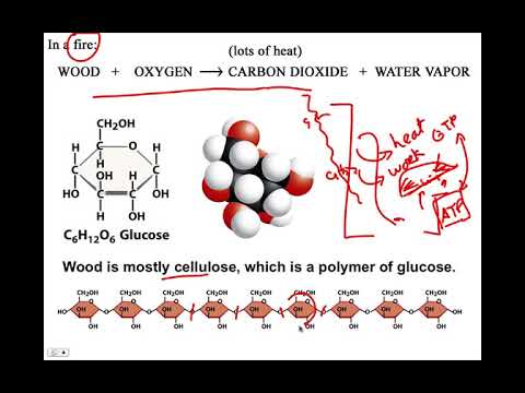 Glycolysis, BIO105 Introductory Biology, David Champlin, USM