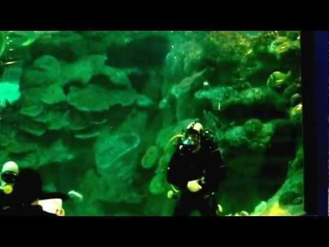 Blue Planet Diving Show