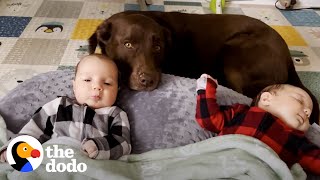 Chocolate Lab is the Best Big Sister in the World | The Dodo by The Dodo