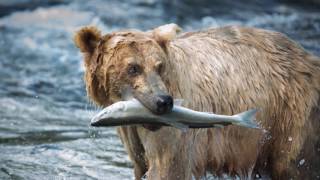 If a Tree Falls in the Forest by Bruce Cockburn