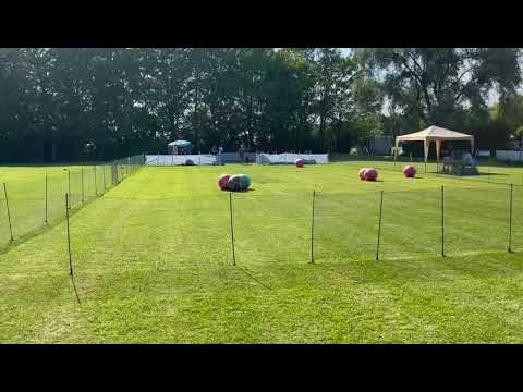 Hasenhirsch Nena (1,5 Jahre) TB3 (Treibball 3) 2.Lauf am 08.06.2023