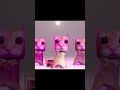Cat dance meme template when i met you in the summer #funnyshorts #cat #cutecatshorts #funny #meme