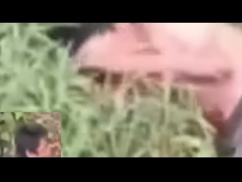 El Pantera G O R E