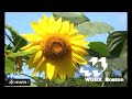 LSF2021 S Dubs 2022 Reboot 5 WGBX TV Sign On 1975