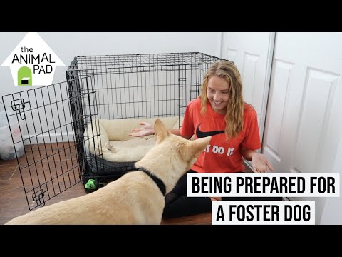 HOW TO PREPARE FOR A FOSTER DOG | Avoiding separation anxiety, crate training, & more